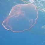 Key West Reef 57