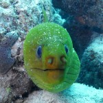 Key West Reef 58