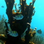 Key West Reef 59