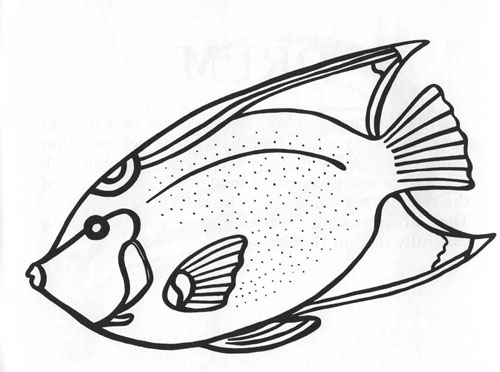 The angelfish is without doubt one of the most beautiful fish found on coral reefs. A living rainbow, it is a favorite of photographers and fishwatchers alike. Angelfish spend most of the time cruising gracefully around the reef feeding on the sponges and plants that live there. Their pancake-shaped bodies allow them to turn quickly. They are so thin and flat that they seem to disappear when they turn to face a diver.