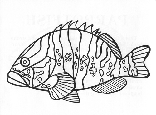 The slow moving grouper is a sly hunter. It catches other fish by waiting in ambush, and then suddenly darting forward to swallow its victim in a single bite. Some groupers grow to more than ten feet and over five hundred pounds. With their large seize, groupers eat just about any fish that carelessly strays too close. Because they are delicious themselves however, groupers often end up on the menus of seafood restaurants.