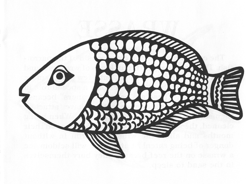 This fish is named for its bright colors and strong beak-like jaws, which it uses to bite off chunks of coral. Parrotfish then grind the rocky coral into a fine sand, and eat the tiny plants and animals that live within. If you swim about on a coral reef you will hear them going CRUNCH! CHRUNCH! CHRUNCH! all day long. Much of the sand found around reefs is really coral that has been crushed by parrotfish. Parrotfish change color as they grow, with the largest and brightest fish being the oldest.