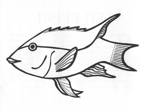 The colorful wrasse is a close cousin of the parrotfish. There are many different kinds of wrasses found on coral reefs. Most are small, but a few grow to more than seven feet. Some wrasses play a special role in the coral city. These are called "cleaners" because they eat unwanted animals that have attached themselves to the bodies of other fish. When being cleaned, the wrasses's customers will even open their mouths and allow the wrasse to swim in without danger of being eaten! At night, you will seldom see a wrasse on the reef because they bury themselves in the sand to sleep.