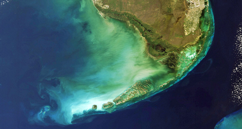 Decoding The Disease Devastating Florida S Coral Reefs